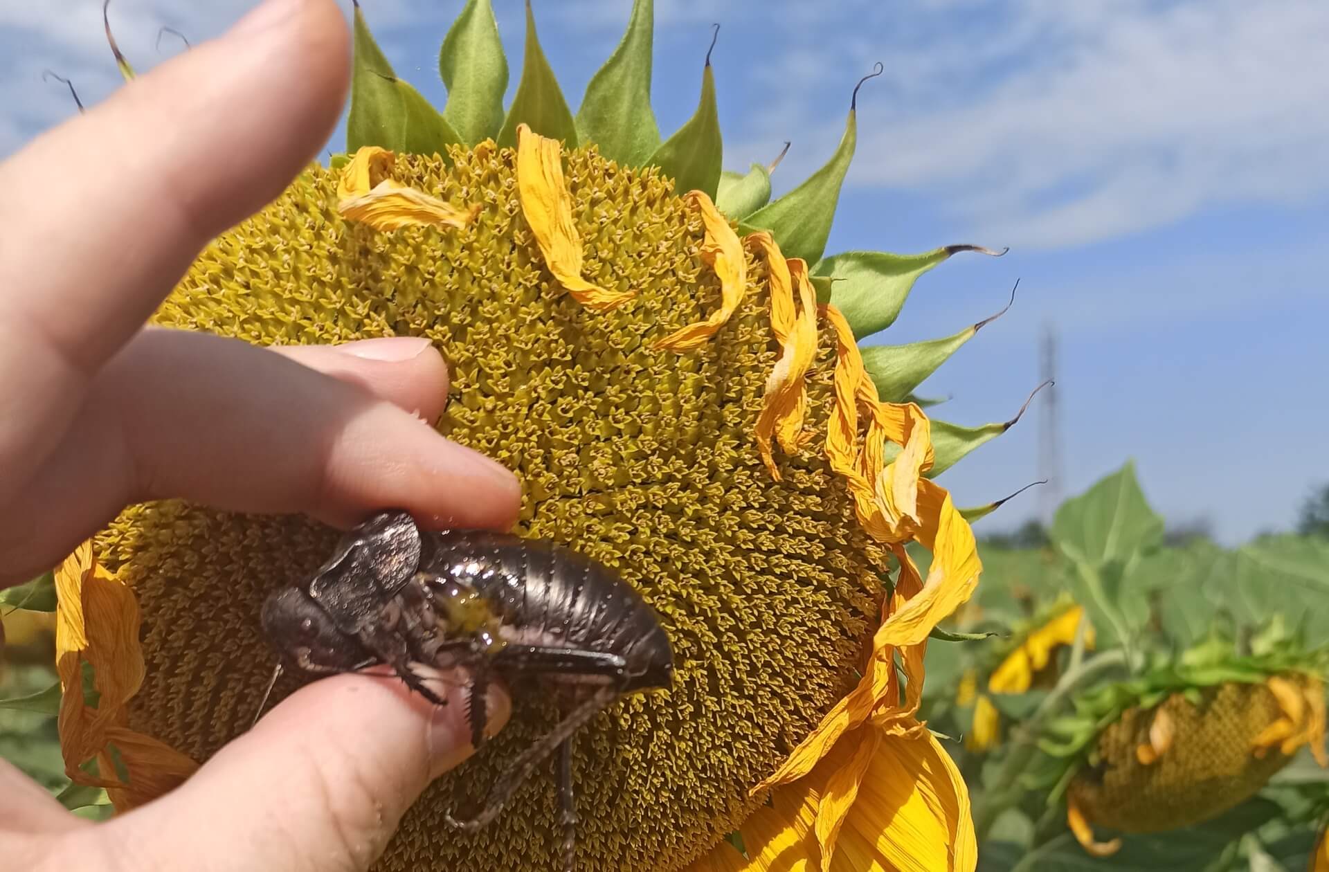 Растителна защита