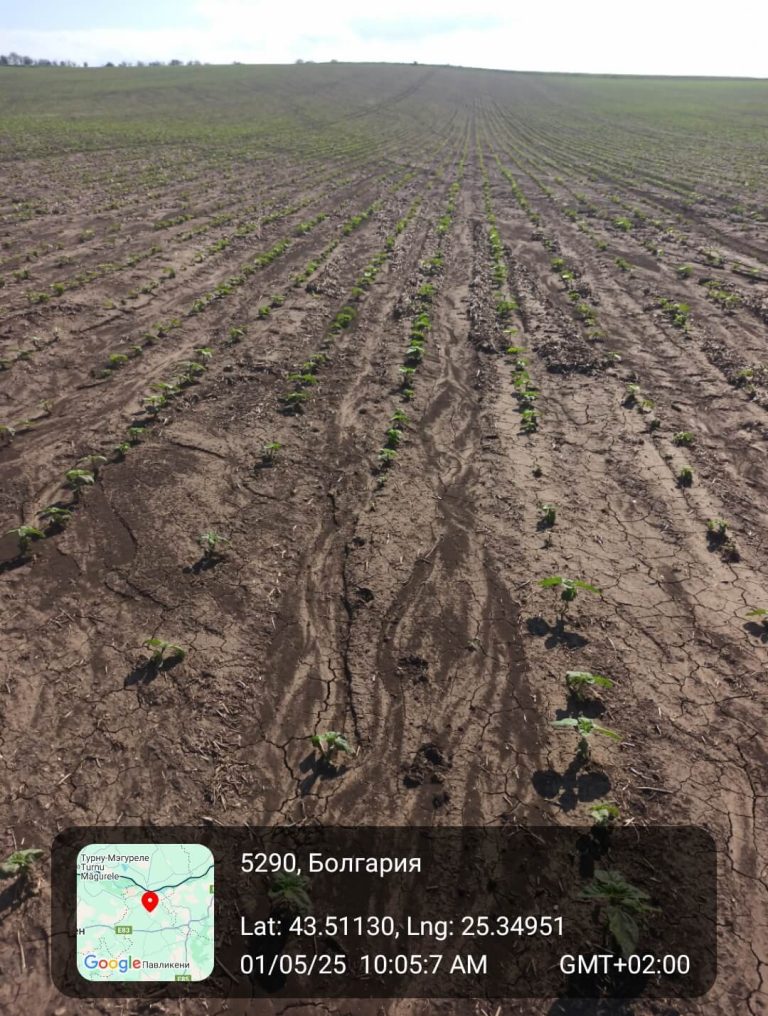 Растения - поражения и оценка на щети