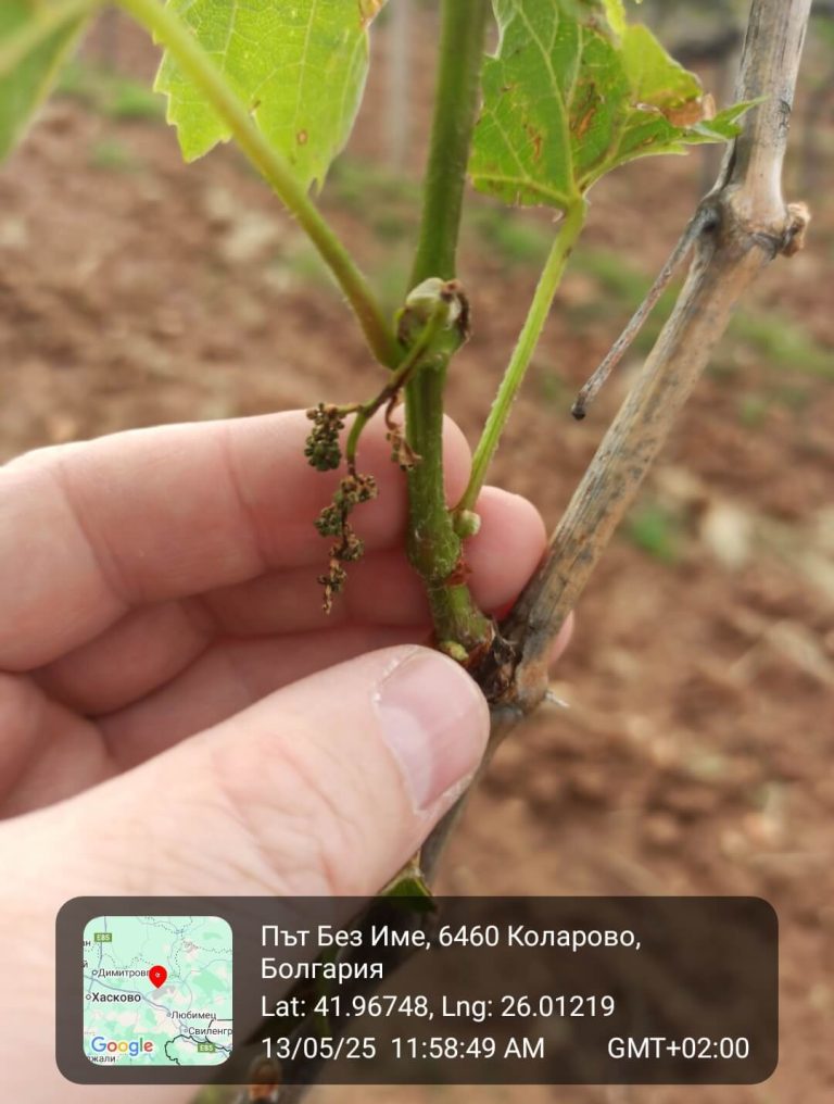 Растения - поражения и оценка на щети