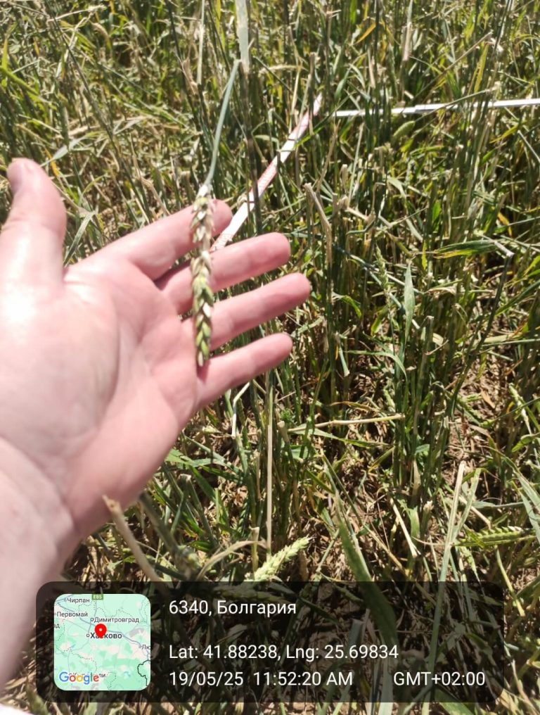 Растения - поражения и оценка на щети