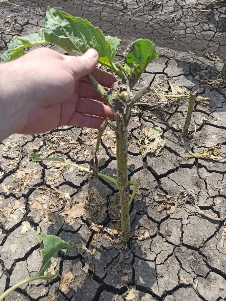 Растения - поражения и оценка на щети