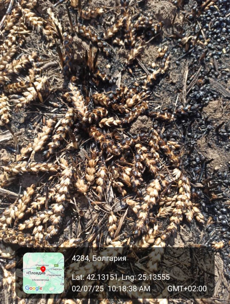 Растения - поражения и оценка на щети