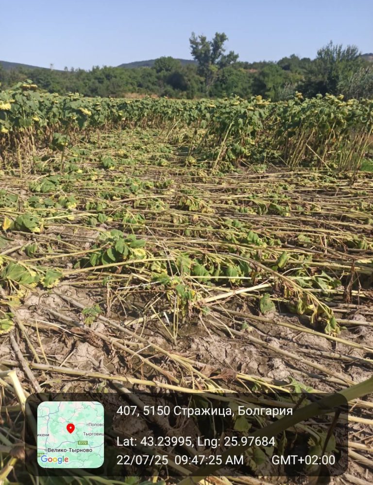 Растения - поражения и оценка на щети