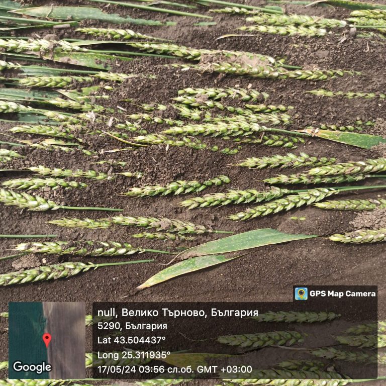 Растения - поражения и оценка на щети