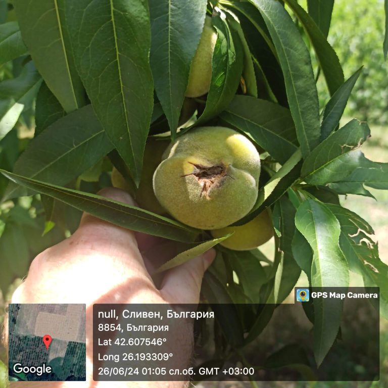 Растения - поражения и оценка на щети