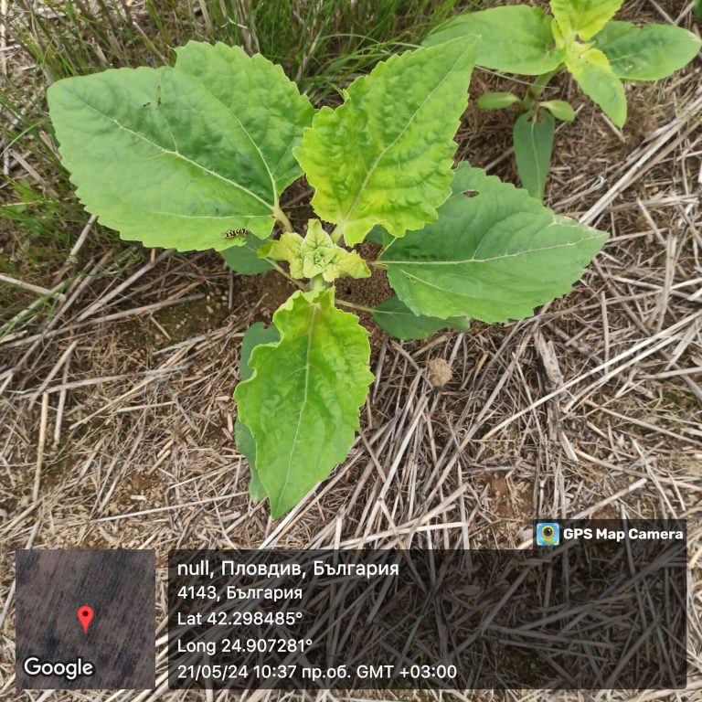 Растения - поражения и оценка на щети