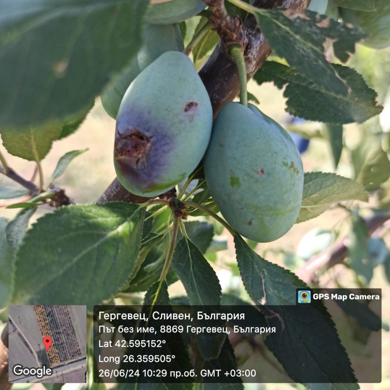 Растения - поражения и оценка на щети