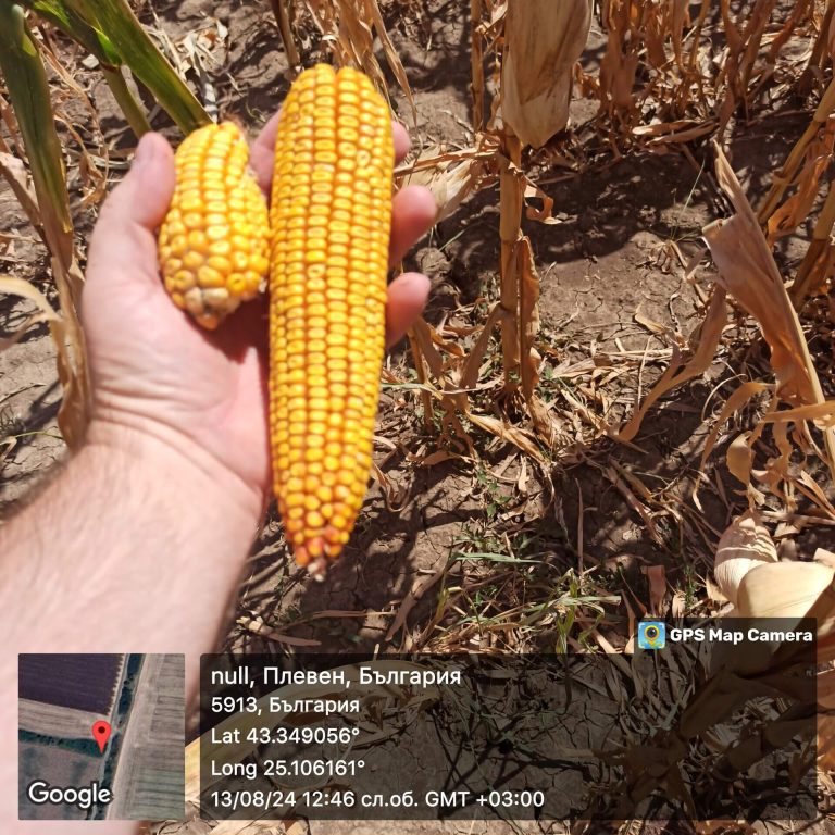 Растения - поражения и оценка на щети