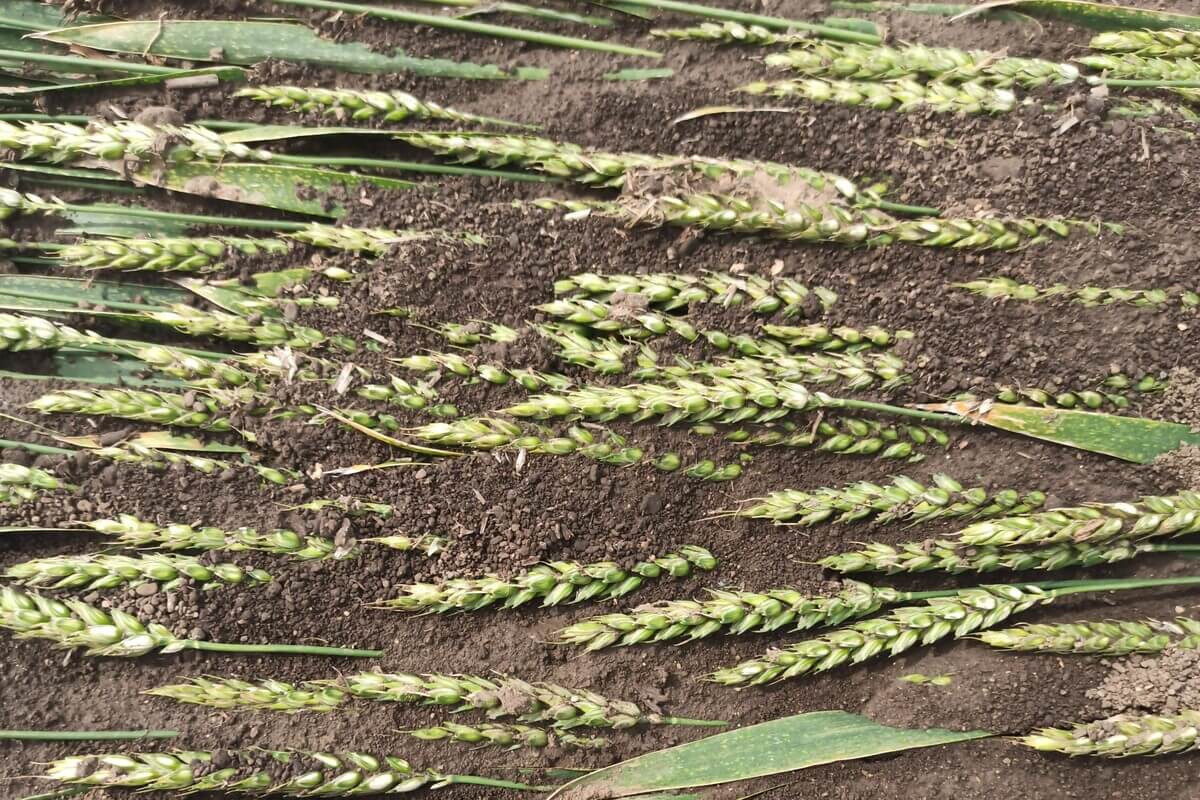 Оценка на щети и поражения по растенията